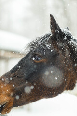 a horse's head taken in a snowfall in early March in a park