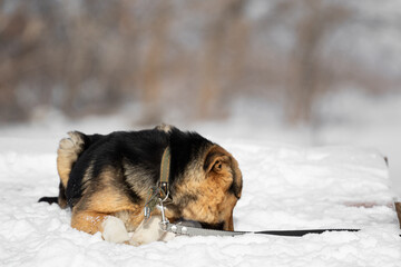 A dog without a breed of three color colors lies in the snow in the winter against the background of the forest. Portrait of a pet for a walk in nature. Walking the dog on a leash.