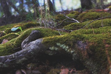 moss on the stone