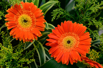 orange colorful flowers with green foliage background - 417919884
