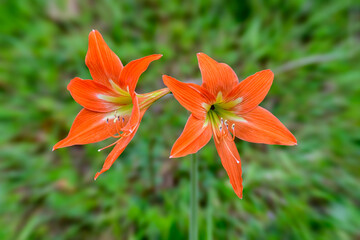 orange colorful flowers with green foliage background - 417920002