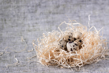 composition of quail eggs in a nest of dry grass or Wheat, oats, millet. with free space for text advertising of food or restaurant menu design. Healthy food concept.