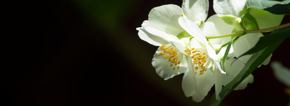 Blossoming jasmine, white flowers on the black background, sunlight. Banner.