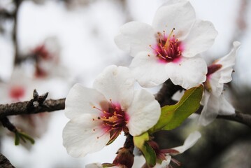dos flores blancas en arbol de manzanas