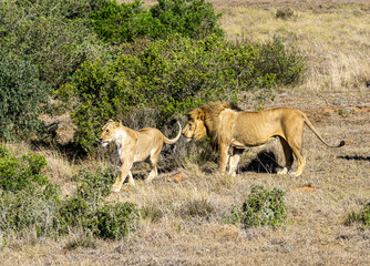 Naklejka na ściany i meble zwei Löwen Löwen Paar vor einem Busch stehend (Panthera leo)