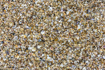 Fragments of sea shells natural texture background - 417921023