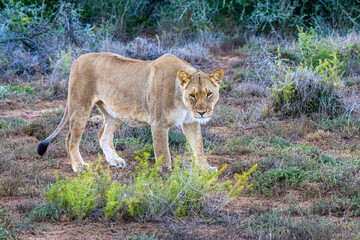weiblicher afrikanischer Löwe stehend auf Beute lauernd im Busch