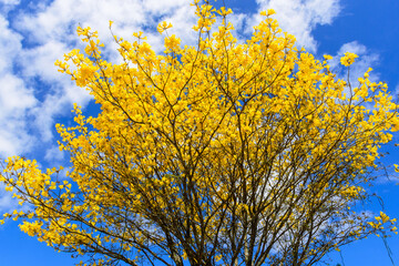 native tree of the Brazilian rain forest with yellow flowers under blue sky