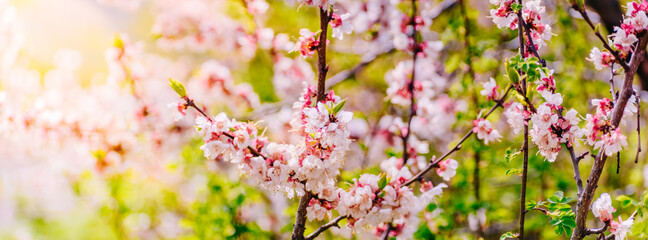 Obraz premium Beautiful panoramic spring scenery with cherry blossom and bokeh background
