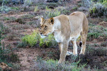 Löwe Weibchen beim laufen in der Steppenlandschaft