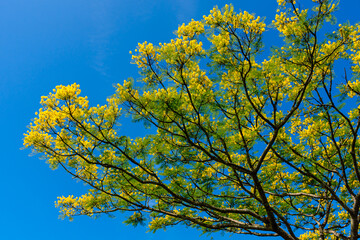 native tree of the Brazilian rain forest with yellow flowers under blue sky - 417921447
