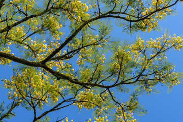native tree of the Brazilian rain forest with yellow flowers under blue sky - 417921646