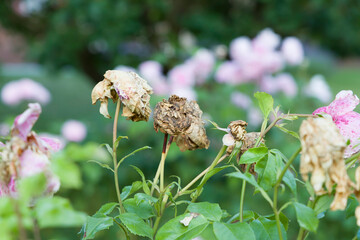 Deadheading roses, rose hedge in UK with dead rose flowers