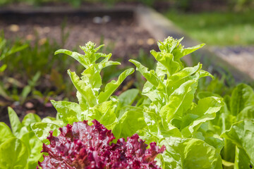 Lettuce plants bolting  in summer in a UK garden