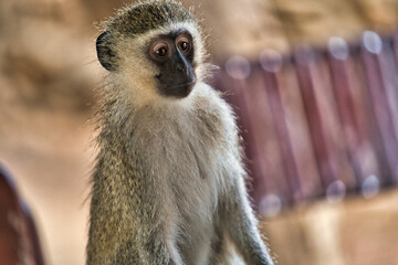 Naklejka premium A daydreaming monkey