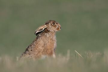 European Brown Hare Portrait