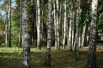 Birch Grove. Several birches on an autumn evening.