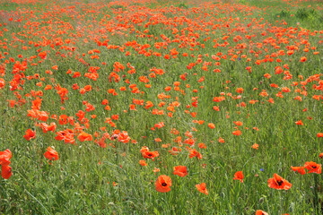 Red poppy flowers in the summer field. Beautiful red wildflowers.