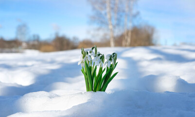 Beautiful snowdrops flowers in snow. first flowers symbolize the arrival of spring. early spring...