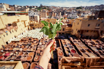 Female hand holding mint leaves against Tanneries of Fes, Africa Old tanks of the Fez's tanneries...