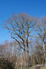 leafless tree with curved branches in winter with blue sky
