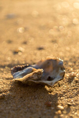 Seashell alone in the sand beach