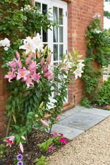 Fototapeta na wymiar Oriental lilies in an English garden UK