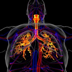 Lungs Human Respiratory System Anatomy For Medical Concept 3D Rendering