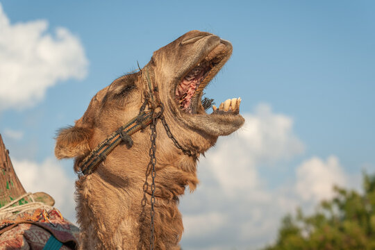 Portrait of a screaming dromedary in profile against the background of the sky