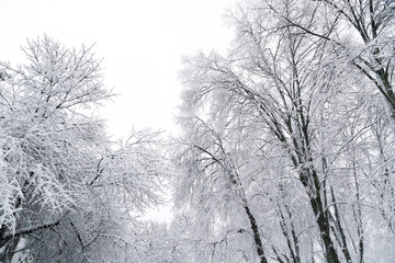 Trees covered with ice and snow with cloudy sky at background. Snowy winter in a city park.