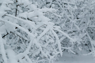 Branches of trees covered with ice and snow, sleet load. Weather forecast concept. Snowy winter in a city park.