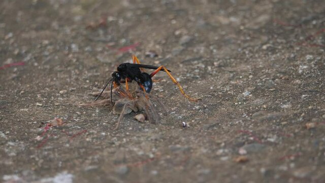Spider Hunting Wasp drags stunned spider across concrete surface