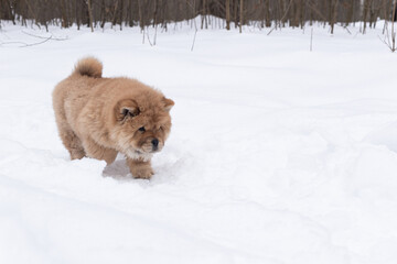 A Little fluffy dog runs through the snow, chow chow puppy