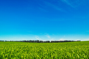 Obraz premium Field, tree and blue sky