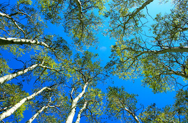 Aspens in Summer Time