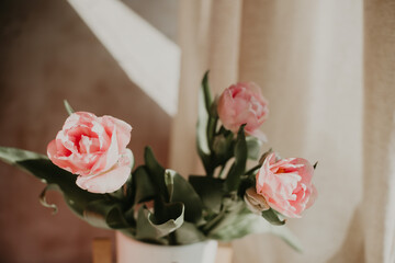 Composition of pink tulips on a blue background in a stylish hard light from the sun by the window of the house. Bouquet of spring flowers, still life.