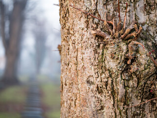 Cemetery in Christiansfeld, Denmark