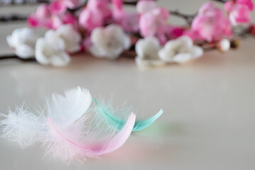 Branches of blossoming sakura and colorful feathers on a light background.