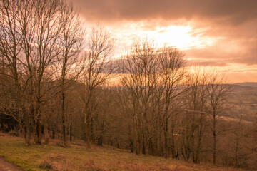 Fototapeta premium sunset in the forest