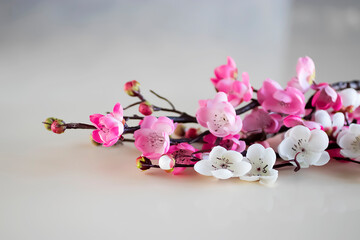 Naklejka na ściany i meble Branches of blossoming sakura on a light background.