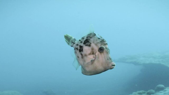 Planehead filefish (Stephanolepis hispidus) portrait