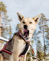an alaskan husky is yawning away in finland rovaniemi husky adventure