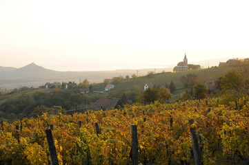 autumn vineyard in the sunset Balaton Hungary