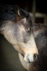 Fototapeta premium Pferdekopf