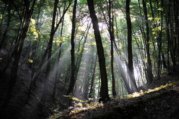 god rays in the morning forest Hungary