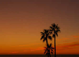 Fototapeta na wymiar Palmen vor rotem Himmel, bei Sonnenuntergang am Strand von Novo Sancti Petri Andalusien Spanien