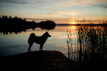 a cute shiba inu shibainu dog in silhouette during sunset in front of a lake or sea in finland in rauma
