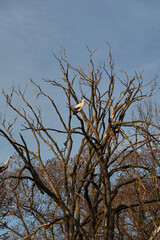 White stork perched in a tree