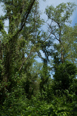 South American jungle landscape. View of the green leaves foliage and tree trunks in the tropical rainforest.