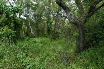 Tropical rainforest landscape. Wetland. View of the green forest. Different species of trees and plants foliage in the South American jungle.